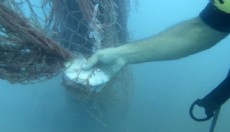 Hayalet ağ temizliği