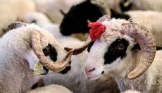 Hayvancılıkta garantili dönem başladı