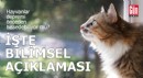 Hayvanlar depremi önceden hissedebiliyor mu? İşte bilimsel açıklaması