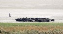 İkiye bölünen Eğirdir Gölü, hayvanların otlağı oldu
