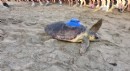 İlk yerli uydu takip cihazı, Antalya'da caretta carettaya takıldı