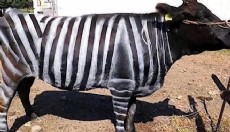 İnekleri zebra gibi boyadılar