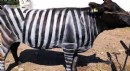 İnekleri zebra gibi boyadılar