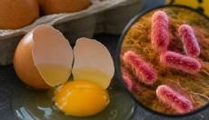 İngiltere'de salmonella salgını