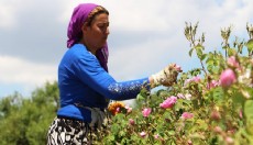 Isparta'da gül sezonu başladı