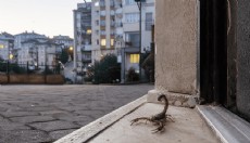 İstanbul'da Akrep Alarmı: Kağıthane ve Üsküdar'da Evlerin İçine Kadar Ulaştılar