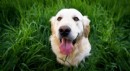 İtalya’da turist köpeklere günlük vergi uygulanacak