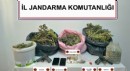 Jandarmadan uyuşturucu operasyonu