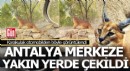 Karakulak Antalya'da şehir merkezine giderken görüntülendi
