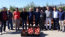 Kaymakam Çakıcı nar hasadına katıldı