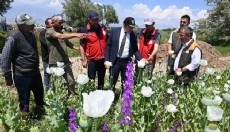 Kaymakam Türker haşhaş tarlasında