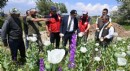 Kaymakam Türker haşhaş tarlasında