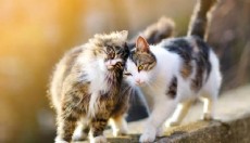 Kedi nafakası