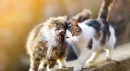 Kedi nafakası
