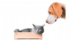 Kedi ve Köpeklerde Klinik Bulgular Her Zaman Belirgin Olmuyor