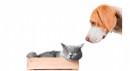 Kedi ve Köpeklerde Klinik Bulgular Her Zaman Belirgin Olmuyor
