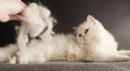 ‘Kedi ya da köpek tüyünden insan ölmez’