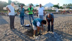 Kemer'de 38 deniz kaplumbağası yuvası korumaya alındı