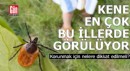 Kene en çok bu illerde görülüyor!
