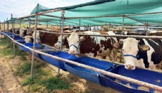 Kepez’in kurban pazarları hizmette