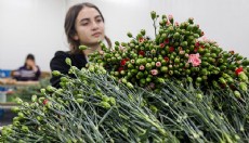 Kesme çiçek üretiminde Antalya ilk sırada