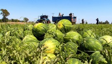 Kilosu 5 TL'ye düşen karpuz, marketlerde 17 TL