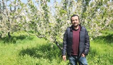 Kirazda don riski atlatıldı, rekolte beklentisi yükseldi
