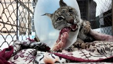 Köpek saldırısında yaralanan vaşak hayata tutundu