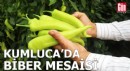 Kumluca'da biber mesaisi