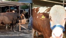 Kurban pazarında fiyatlar uçuyor