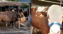 Kurban pazarında fiyatlar uçuyor