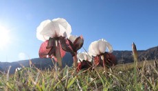 Kurt kulağı çiçekleri meraları süslüyor