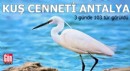 Kuş cenneti Antalya: 3 günde 103 tür görüldü