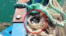 Kuş yuvasını bozmamak için balık ağını suya indirmedi