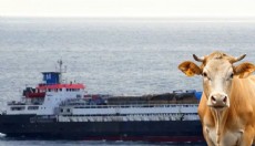 Marmara'da sığır dramı: 50 gündür bekliyorlar