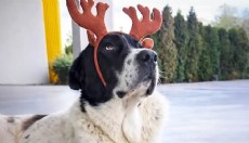 Matmazel'in ölümüne ilişkin patoloji raporu açıklandı