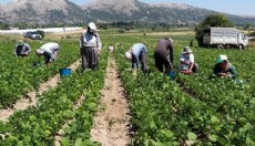 Mevsimlik tarım işçileri için önemli adım