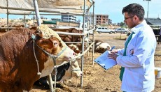 Muratpaşa'da Kurban Bayramı hazırlıkları tamamlandı