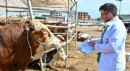 Muratpaşa'da Kurban Bayramı hazırlıkları tamamlandı