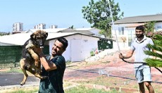 Muratpaşa’dan patili dostlara serin dokunuş