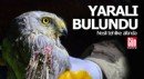 Nesli tehlike altındaki yırtıcı yaralı halde bulundu