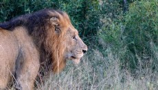 Antalyalı gezginin objektifine yansıyan vahşi yaşam