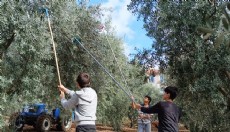 Öğrenciler zeytin topladı