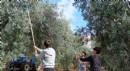 Öğrenciler zeytin topladı