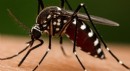 Prof. Dr. Özlü: ‘Chikungunya’ virüsü için tehdit yok