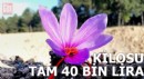 Safran hasadına başlandı; kilosu 40 bin lira