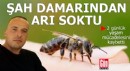Şah damarından arı soktu, 2 gün sonra hayatını kaybetti