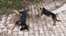 Sahipsiz köpek ölümlerine valilik incelemesi