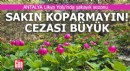 Sakın koparmayın! Antalya Likya Yolu'nda şakayık sezonu