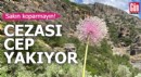 Sakın koparmayın! Cezası cep yakıyor